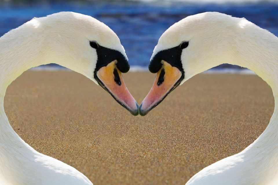 swan-2326666_1280